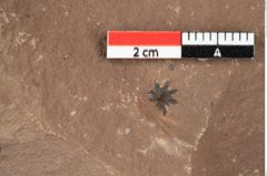 Foto (Detailansicht) von Antholithes stiriacus Kovar-Eder et Z.Kvacek sp.nov. (NHMW-GEO-2024-0188-0415)